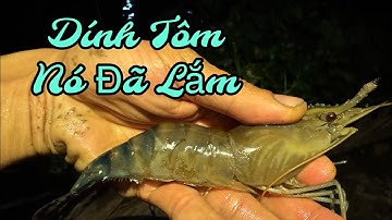Lần đầu tiên tập đi câu tôm và cái kết… Nó ăn mạnh hơn cá Cóc … Điểm củ