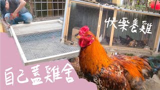 【寵物vlog】咕咕咕咕~自己蓋雞舍 ! 小院子快樂養雞 !  那一年小孩追著雞跑