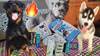 Shopping For My Dog's In Lockdown || Husky || Rottweiler || American Bully || Review reloaded ||