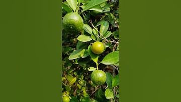 Most Beautiful Lemon Cutting Ever #ai #fruit #nature