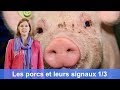 Les porcs et leurs signaux  mieux observer les animaux tutoriel pigwatch marrit van engen 13