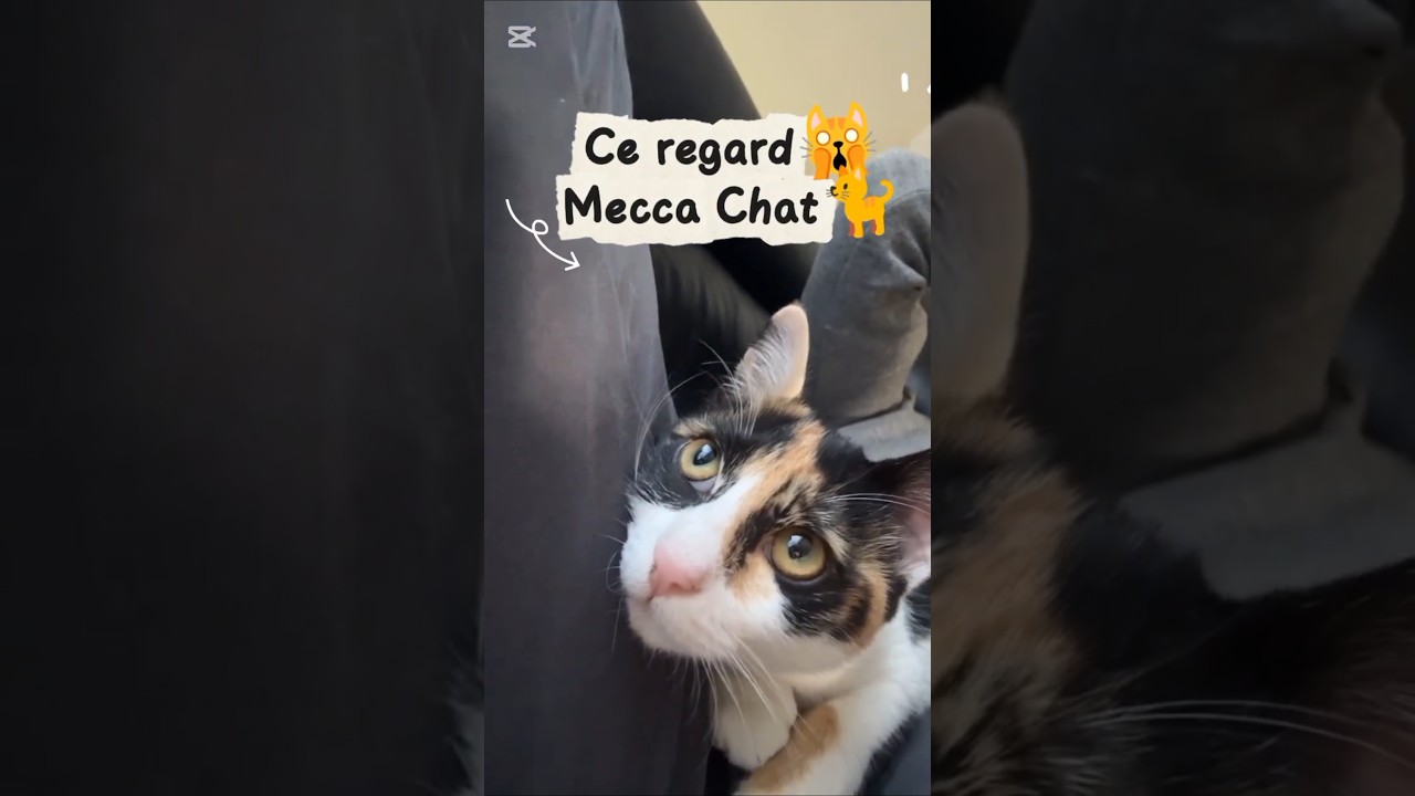 Ce regard Mecca Chat 