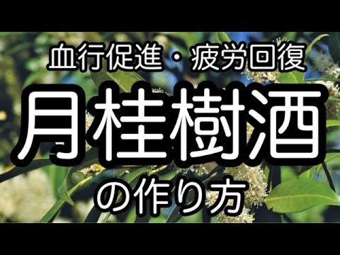 【月桂樹（ローリエ）酒の作り方】血行促進・美肌効果・疲労回復　How to make laurel liquor