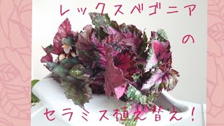 観葉植物 レックスベゴニアのセラミス植え替え Youtube 観葉植物 レックスベゴニアのセラミス植え替え Youtube