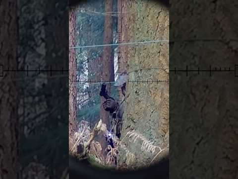 Sniper Takedowns (Airsoft Stealth Highlights) #airsoftsniper