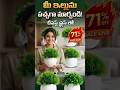 Best Artificial Plants for Home Under ₹300 😍 | No Maintenance Bonsai Decor | Amazon Deal #shorts