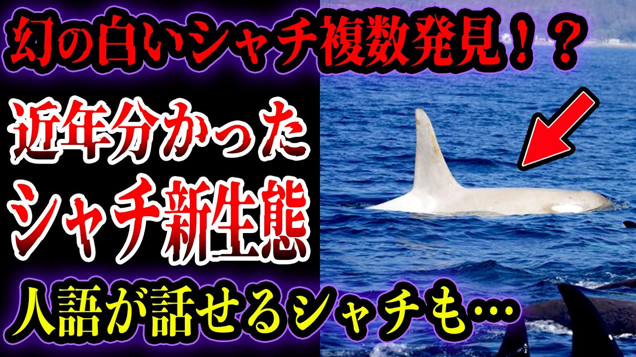 【ゆっくり解説】日本に幻のシャチが！近年分かってきた最強生物シャチの新たな生態！ シャチの残虐な狩りがヤバい… - YouTube