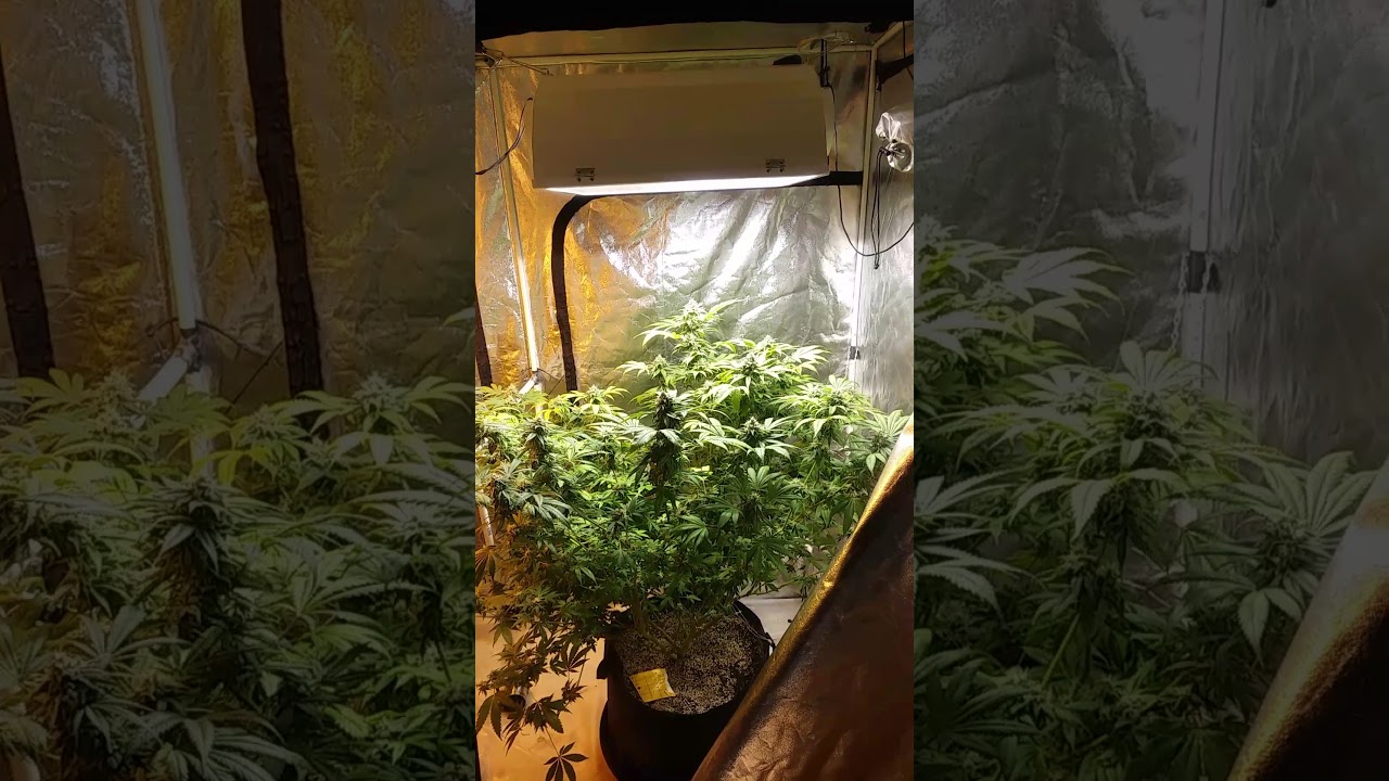 4x8 grow tent rock hard dank nugs.. Massive buds