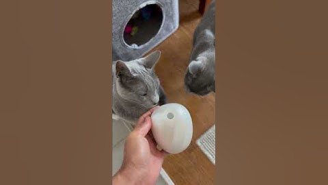 First time using a cat massager