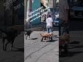 Este hombre da un gran Ejemplo de lo que es el amor por una Mascota #parati #mascotas