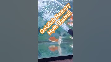 Goldfish Memory Myth Busted!