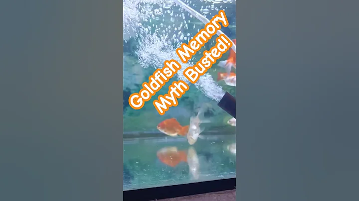 Goldfish Memory Myth Busted!