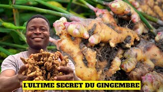 Le secret de la réussite de la culture du gingembre en Afrique.