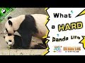 【Panda Scanning】Ep9 The Relationship Between Fu Shun And Qi Fu Is Indeed Unique! | iPanda