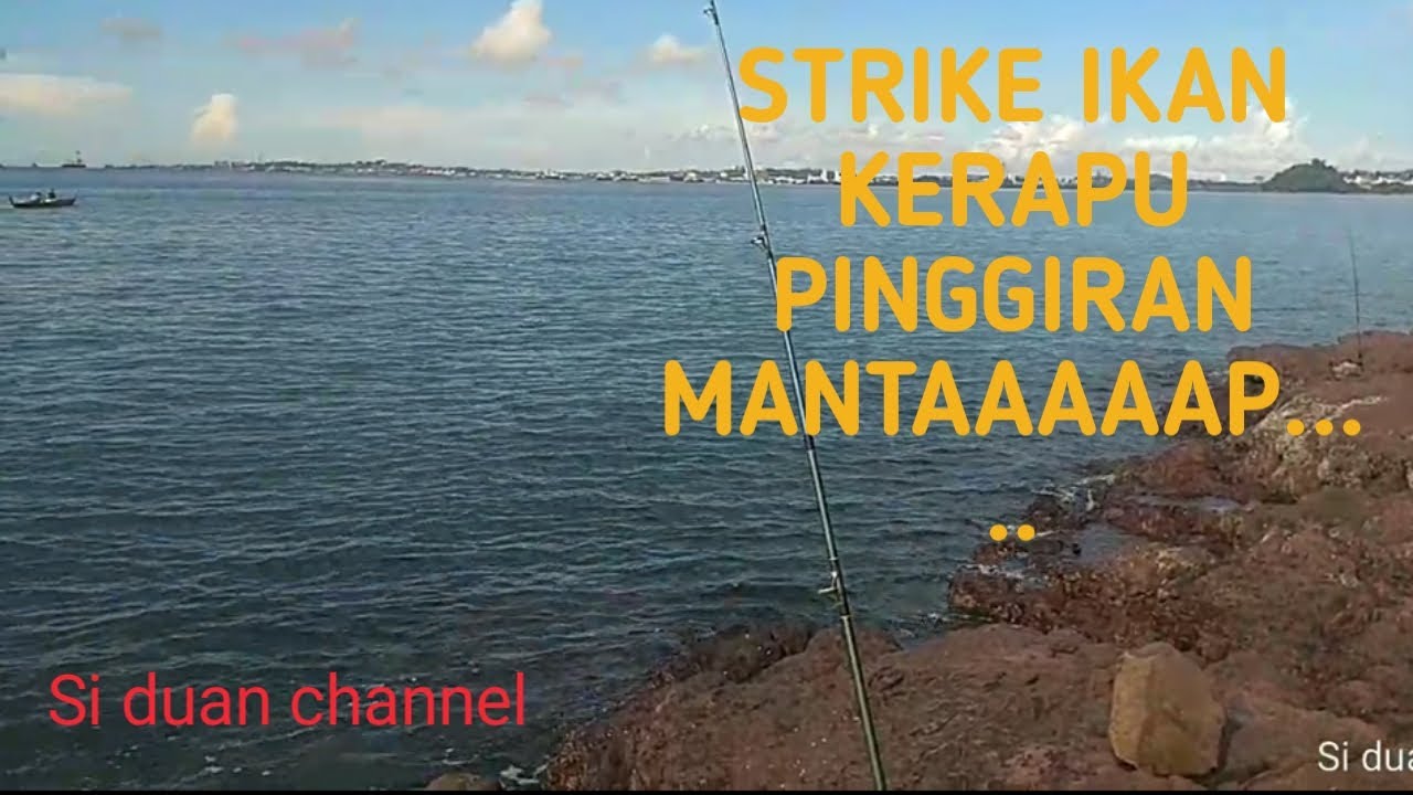 Strike ikan kerapu pinggiran