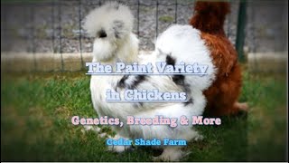 The Paint Variety in Chickens  Genetics, Breeding & More