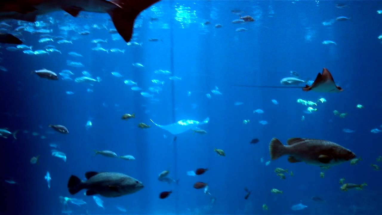 Aquarium YouTube