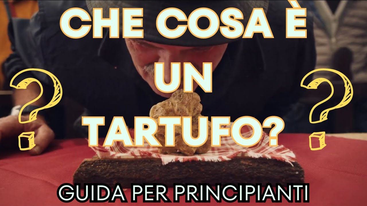GUIDA PER PRINCIPIANTI CHE COSA è UN TARTUFO? FUNGO O TUBERO tartufo trufflehunter guida GUIDA PER PRINCIPIANTI CHE COSA è UN TARTUFO? FUNGO O TUBERO tartufo trufflehunter guida