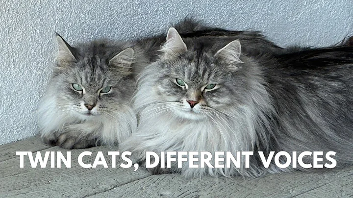 Video 11332691: siberian forest cat, beautiful forest cat, cat meets, meow