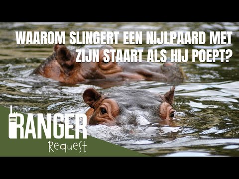 Video: Dit is waarom uw hond naar u staart tijdens het poepen