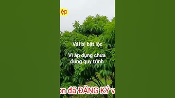 Tại sao vải vẫn bị bật lộc khi đã khoanh vỏ ức chế