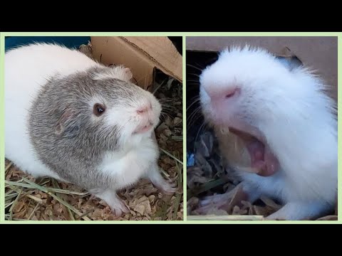 10-funny-guinea-pig-behaviors