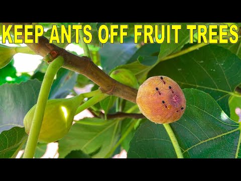 वीडियो: अंजीर के पेड़ों पर चींटियां - अंजीर के पेड़ों को चींटियों से बचाने के लिए टिप्स