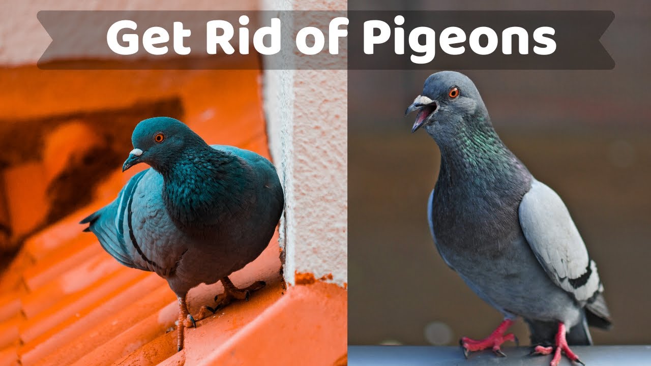 DIY Solution to Get Rid of Pigeons using waste plastic bottles कबूतर