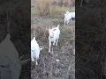 #кози #дівчата#степи #goat#girls#step