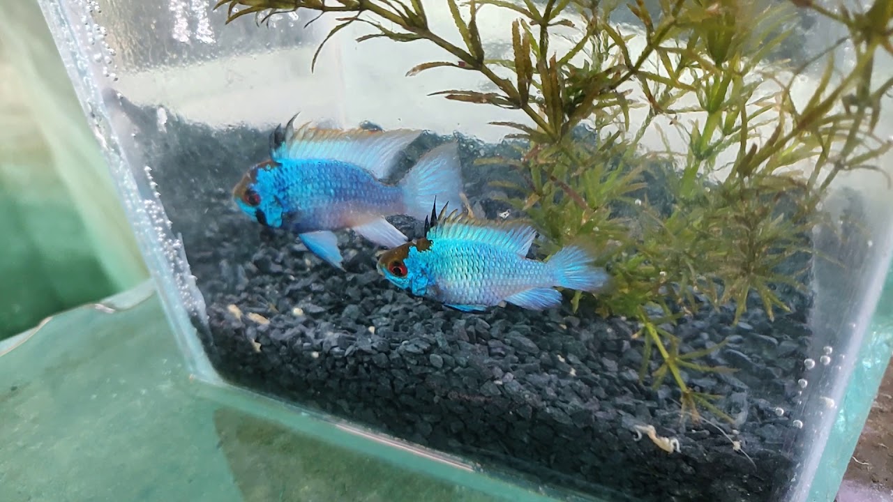 Electric Blue Ram Rise YouTube