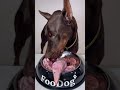 生肉を食べるドーベルマン❤️‍🔥 #dogeating #咀嚼音 #犬ご飯 #asmr #dogasmr #doberman