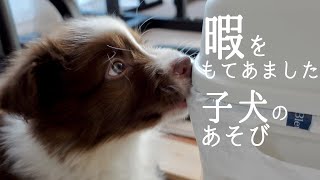 ボーダーコリー子犬に暇を与えまいと努力してみる…/Border Collie Puppy /work-a-holic by ゆに&メッシ.DOG&CAT 1,011 views 3 years ago 3 minutes, 12 seconds