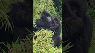 Rwanda Gorillas June 2. 2023