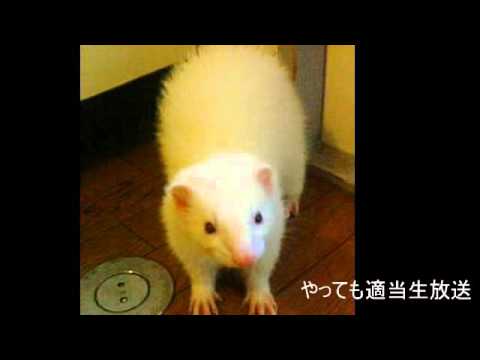 やってもの適当生放送アーカイブ動画　その２５
