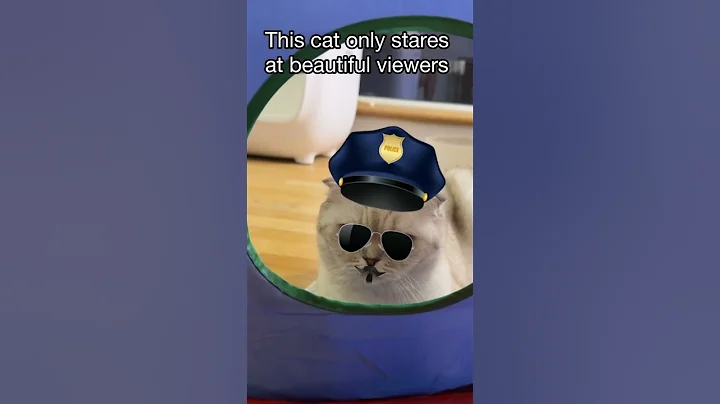 Video 11550921: scottish fold, scottishfold cat, beautiful cat