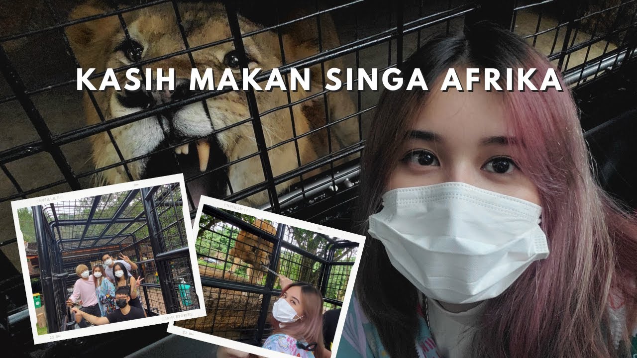 KASIH MAKAN SINGA AFRIKA RAWRRRR