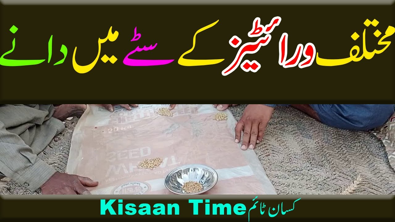 مختلف ورائٹیز کے خوشوں میں دانوں کی تعداد kisan time کسان ٹائم