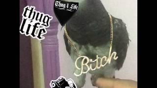 Thug life parrot