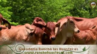 RANCHO "LAS HUASTECAS", BRAHMAN GRIS Y ROJO / AXTLA DE TERRAZAS, S.L.P.