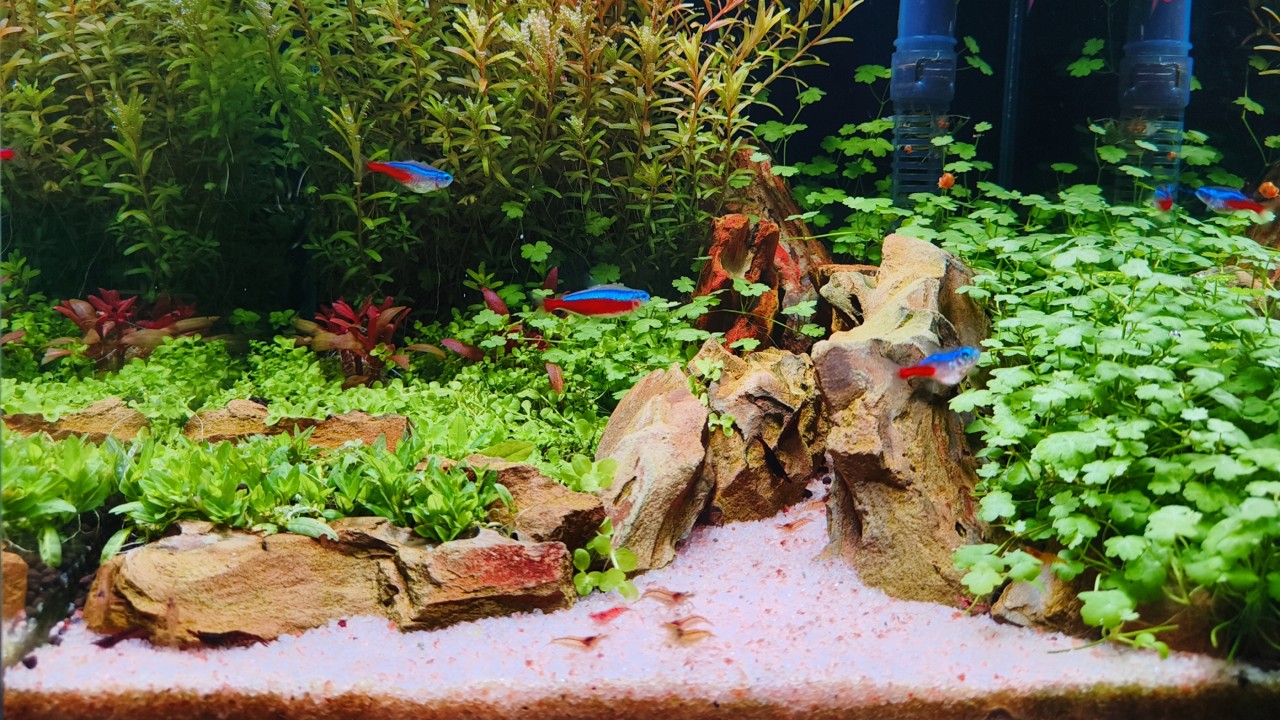 My simple 25cm Cube planted tank