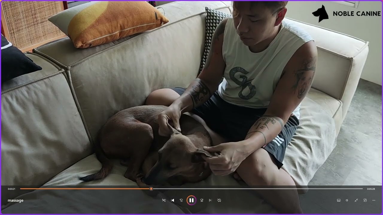 Doggy Massage