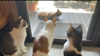 猫が猫を見る構図がジワる😆