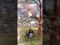 今年の春は、この曲で決定🌸✨橋本聖子の「咲」をBGMに卒業の動画作ってみてね!!✨ #卒業ソング #春うた #オリジナル曲