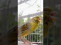 Spanish Timbrado Canary Song 21 019
