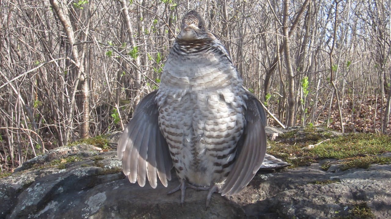 Amazing upclose ruffed grouse drumming sounds like an engine YouTube