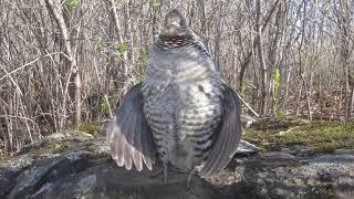 Amazing up-close ruffed grouse drumming - sounds like an engine