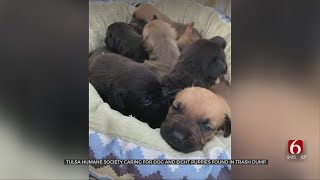 Tulsa Humane Society Caring For Dog 8 Puppies Found In Dump PKG