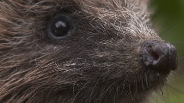 Close-up of a European hedgehog (Erinaceus europaeus) sniffing, Bristol, UK