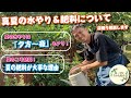 【バラ栽培】真夏の水やり・肥料のコツ　解説しました！