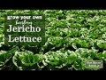 Sow right seeds  jericho lettuce